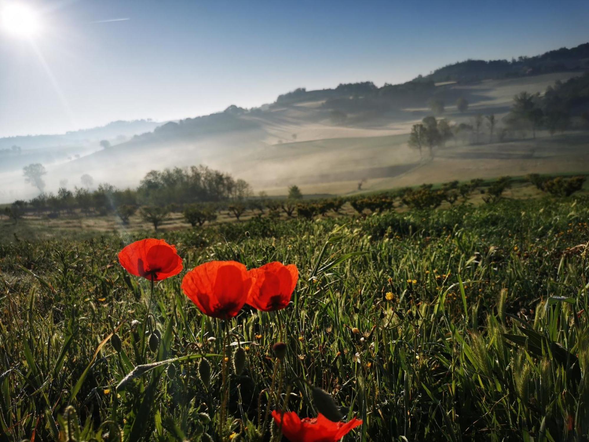 Azienda Agricola Tenuta Del Barone Calliano  Exteriér fotografie